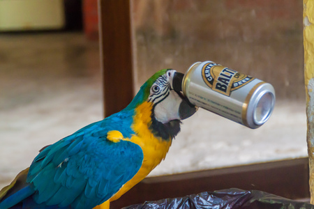 RURRENABAQUE, BOLIVIA - MAY 2, 2015: Blue-and-yellow macaw (Ara ararauna) picks beer cans (Baltica brand) from the garbage bin and drinks the rests.のeditorial素材
