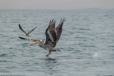 Pelicans near Paracas town, Peruの写真素材