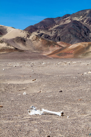 Scattered bones in a desert surrounding Chauchilla cemetery in Nazca, Peruの写真素材