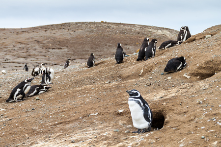 Magellanic Penguin colony on Isla Magdalena island in Magellan Strait, Chileの写真素材