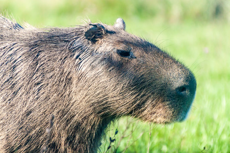 Capybara (Hydrochoerus hydrochaeris)  in Esteros del Ibera, Argentinaの写真素材