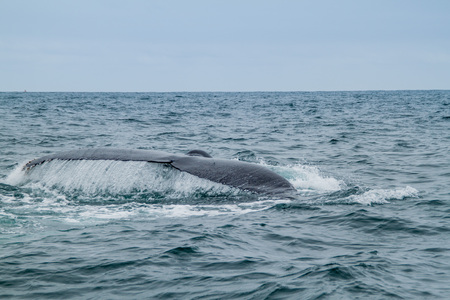 Humpback whale in Machalilla National Park, Ecuadorの写真素材