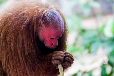 The bald uakari monkey (Cacajao calvus) in Amazon Animal Orphanage Pilpintuwasi in village Padre Cocha near Iquitos, Peruの写真素材