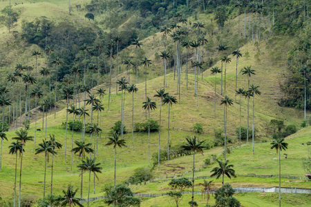 Wax palms in Cocora valley, Colombia