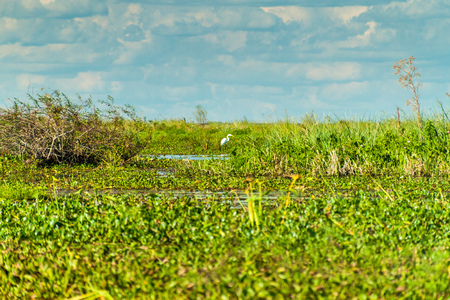 Great egret (Ardea alba) in Esteros del Ibera, Argentinaの写真素材