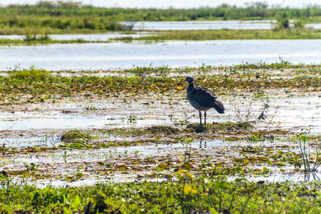Southern screamer (Chauna torquata) in Esteros del Ibera, Argentinaの写真素材