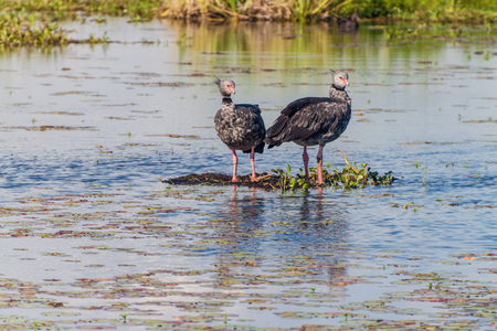 Southern screamer (Chauna torquata) in Esteros del Ibera, Argentinaの写真素材