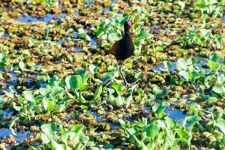 Wattled jacana (Jacana jacana) in Esteros del Ibera, Argentinaの写真素材