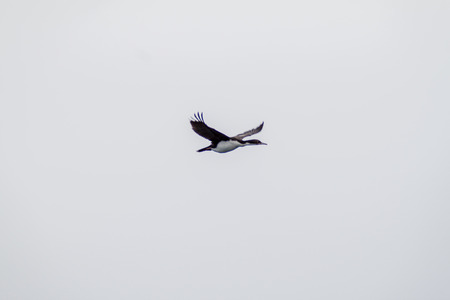 Cormorant near Punta Arenas, Chileの写真素材
