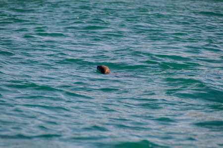 Sea otter in protected area Monumento Nacional Islotes de Punihuil on Chiloe island, Chileの写真素材