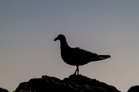 Kelp gull (Larus dominicanus) in protected area Monumento Nacional Islotes de Punihuil on Chiloe island, Chileの写真素材