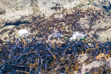 Geese in protected area Monumento Nacional Islotes de Punihuil on Chiloe island, Chileの写真素材