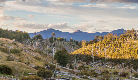 Forest at Tierra del Fuego island, Argentinaの写真素材