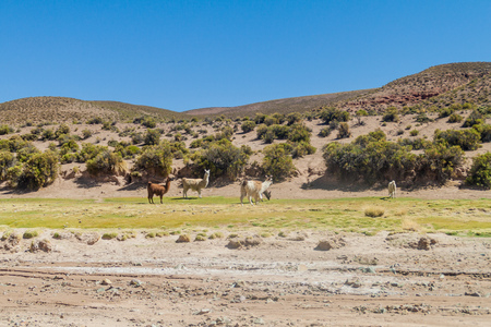 Herd of lamas (alpacas) in Aguanapampa area at bolivian Altiplanoの写真素材
