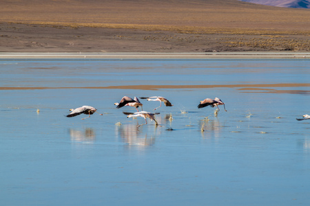 There is plenty of flamingos living in Laguna Collpa lake in Reserva Nacional de Fauna Andina Eduardo Avaroa protected area, Boliviaの写真素材