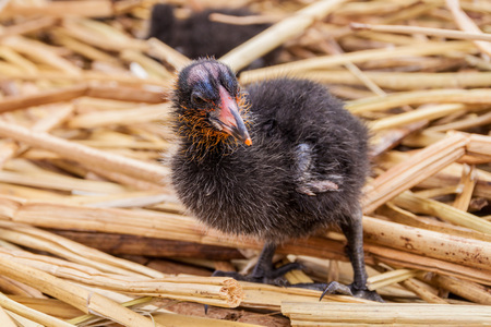 Black chicken on a reedの写真素材