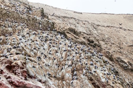 Peruvian booby (Sula variegata) on the rocks of the Ballestas Islands in the Paracas National park, Peru.の写真素材