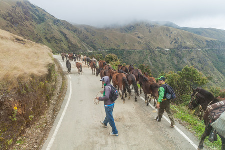 LEYMEBAMBA, PERU - JUNE 9, 2015: Horse herd on a mountain road near Leimebamba, Peruのeditorial素材