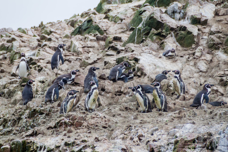 Humboldt penguin (Spheniscus humboldti) on the rocks of the Ballestas Islands in the Paracas National park, Peru.の写真素材