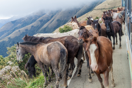 Horses and a bus on a mountain road between Balsas and Leimebamba, Peruの写真素材