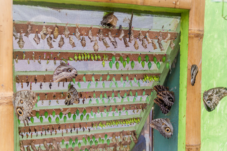 Butterflies in a stage of pupaのeditorial素材