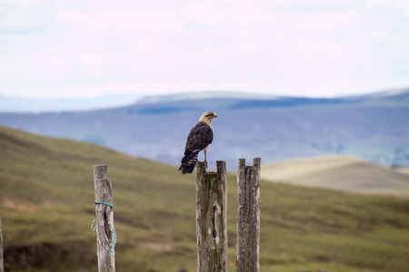 Caracara bird in Gran Sabana national park, Venezuela