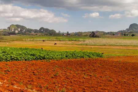 Tobacco fields near Vinales, Cubaの写真素材