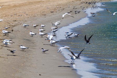 Sandwich terns (Thalasseus sandvicensis) and royal terns (Thalasseus maximus) at a beach at La...