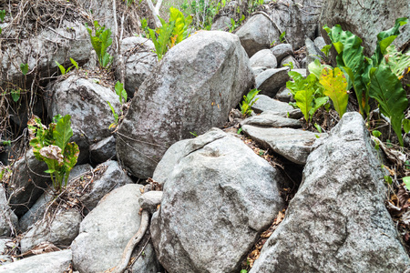 Wilderness in Tayrona National Park, Colombiaの写真素材