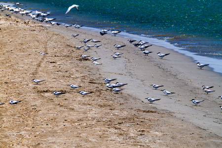 Sandwich terns (Thalasseus sandvicensis) at a beach at La Guajira peninsula, Colombiaの写真素材