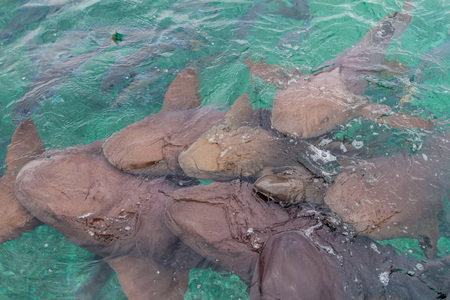 Group of nurse sharks (Ginglymostoma cirratum) in the Shark Ray Alley, Belizeの写真素材