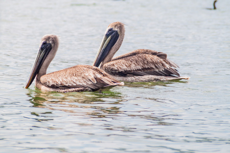 Pelicans at Rio Dulce river, Guatemalaの写真素材