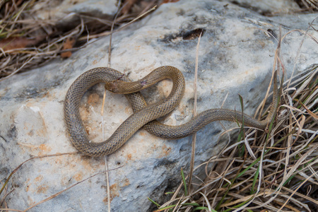 Dead Freminville's Scorpion-eating Snake (Stenorrhina freminvillei), northwestern Guatemalaの写真素材