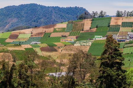 Vegetable fields near Zunil village, Guatemalaの写真素材