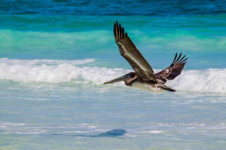 Brown pelican (Pelecanus occidentalis) near Tulum beach, Mexicoの写真素材