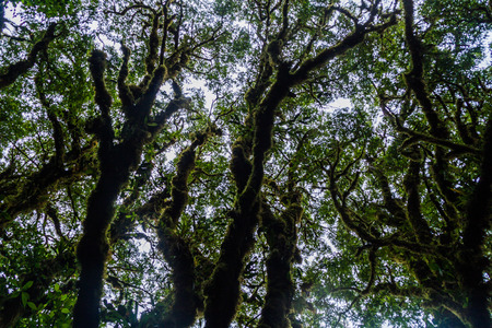Cloud forest of Reserva Biologica Bosque Nuboso Monteverde, Costa Ricaの写真素材