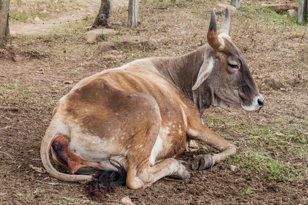 Cow on a pasture in Protected Area Miraflor, Nicaraguaの写真素材