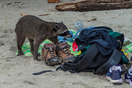 MANUEL ANTONIO, COSTA RICA - MAY 13, 2016: Crab-eating raccoon (Procyon cancrivorus) steals a food from tourists in National Park Manuel Antonio, Costa Ricaのeditorial素材
