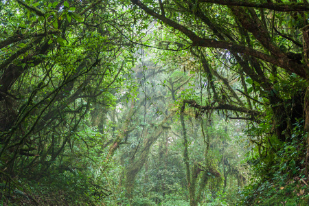 Cloud forest of Reserva Biologica Bosque Nuboso Monteverde, Costa Ricaの写真素材