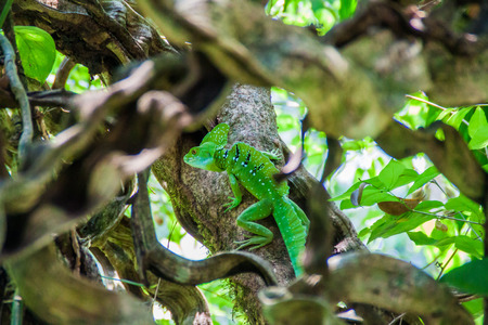 Plumed basilisk (Basiliscus plumifrons), also called a green basilisk in a forest near La Fortuna, Costa Ricaの写真素材