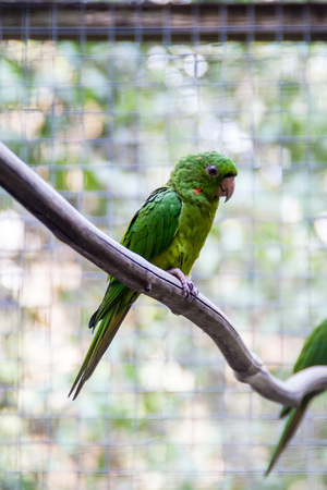 Red-throated parakeet (Psittacara rubritorquis)の写真素材