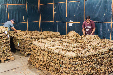 ESTELI, NICARAGUA - APRIL 21, 2016: Workers in drying room for tobacco at Tabacalera Santiago cigar factory in Esteli.のeditorial素材