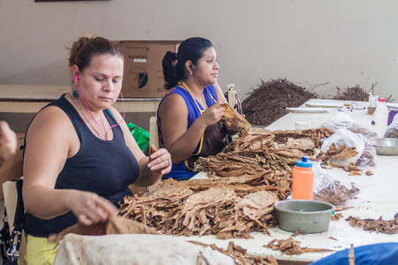 ESTELI, NICARAGUA - APRIL 21, 2016: Workers sort tobacco leaves at Tabacalera Santiago cigar factory in Esteli.のeditorial素材