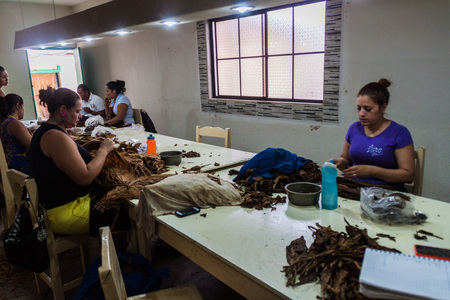 ESTELI, NICARAGUA - APRIL 21, 2016: Workers sort tobacco leaves at Tabacalera Santiago cigar factory in Esteli.のeditorial素材