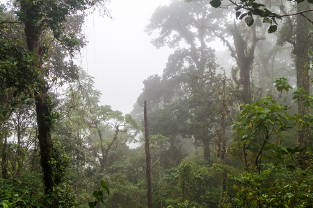 Cloud forest in National Park Volcan Baru, Panama.