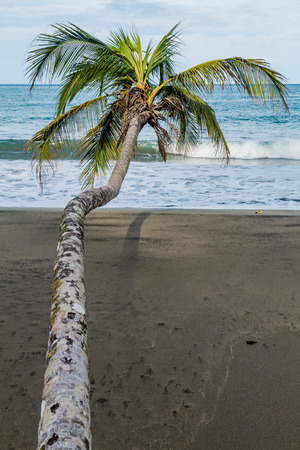 Palm on a beach in Cahuita National Park, Costa Ricaの写真素材