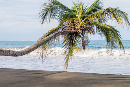 Palm on a beach in Cahuita National Park, Costa Ricaの写真素材