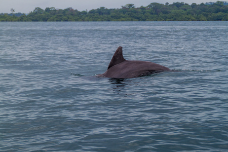 Dolphin in Bocas del Toro archipelago, Panamaの写真素材