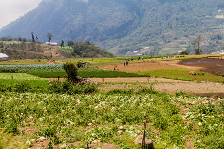 ZUNIL, GUATEMALA - MARCH 22, 2016: Local people work on a vegetable field near Zunil village, Guatemalaのeditorial素材
