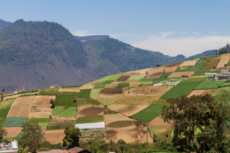 Vegetable fields near Zunil village, Guatemalaの写真素材